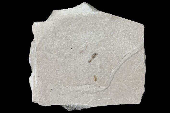 Fossil Insect Plate - Green River Formation, Utah #109108